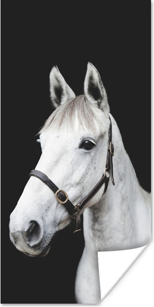 MuchoWow Poster Pferd - Halfter - Weiß 60x120 cm - Wandschmuck