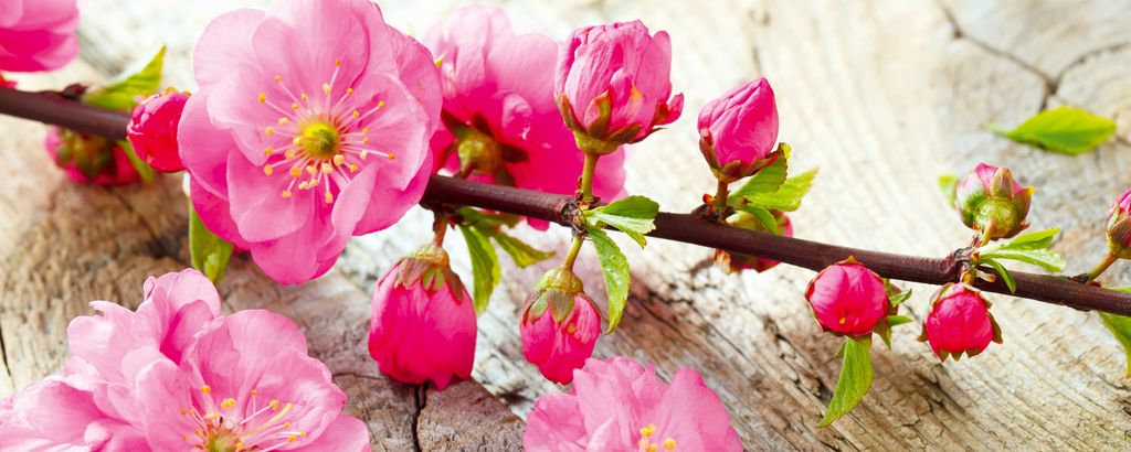 Fototapete - Sakura 375x150cm - Vliestapete