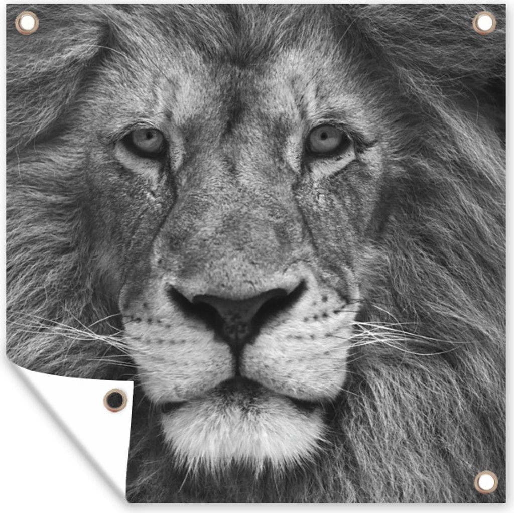 MuchoWow 50x50 cm Outdoor-Poster Gartendeko Sichtschutz Garten Poster für den Garten Persischer Löwe auf schwarzem Hintergrund