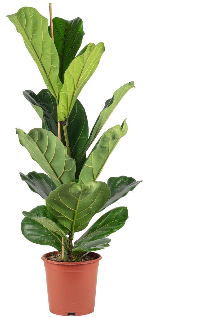 Geigenfeige - pflegeleichte Zimmerpflanze, Ficus Lyrata - Höhe ca. 100 cm, Topf-Ø 21 cm