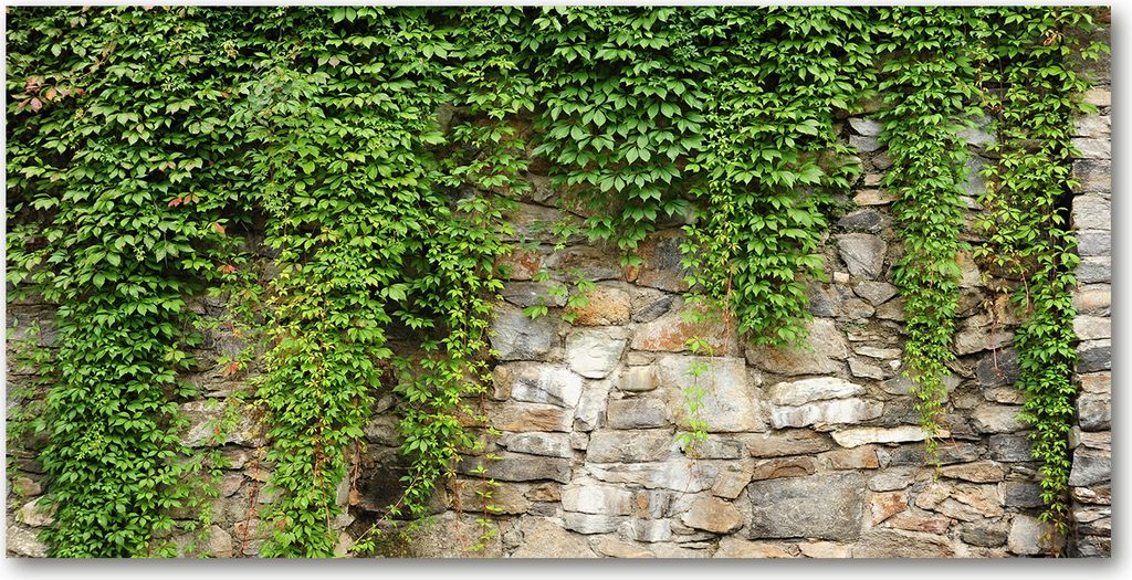 Tulup Glas-Bild -140x70- Wandkunst Dekorative Wand für Küche & Wohnzimmer - Blumen & Pflanzen - Grüner Efeu - Grün