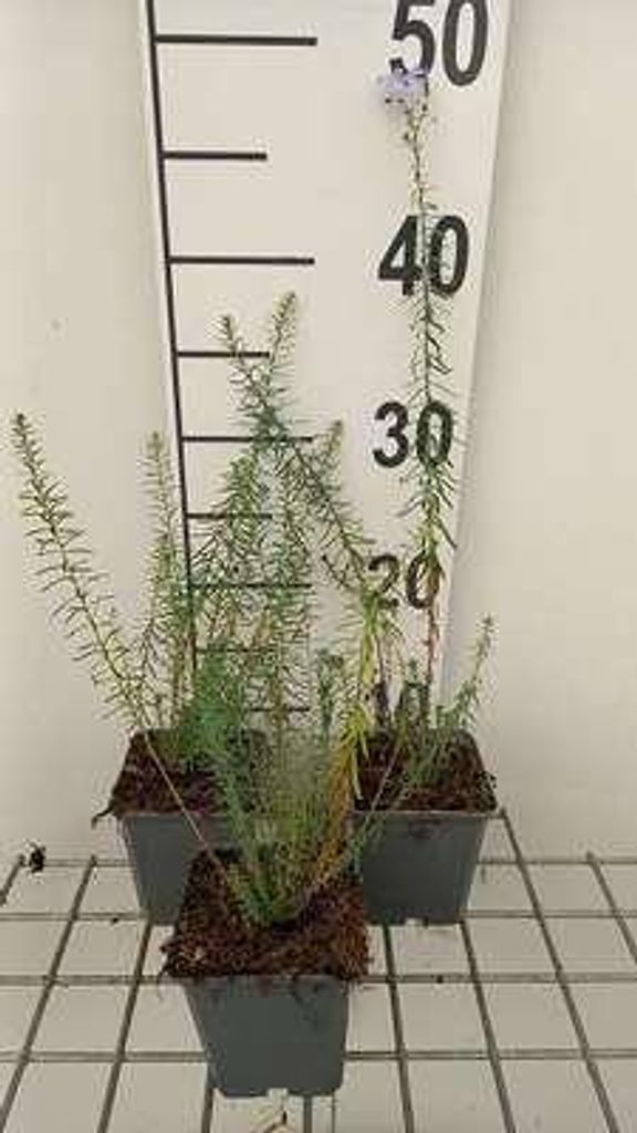 6 x Linum perenne - Linum - Topf 9 x 9 cm