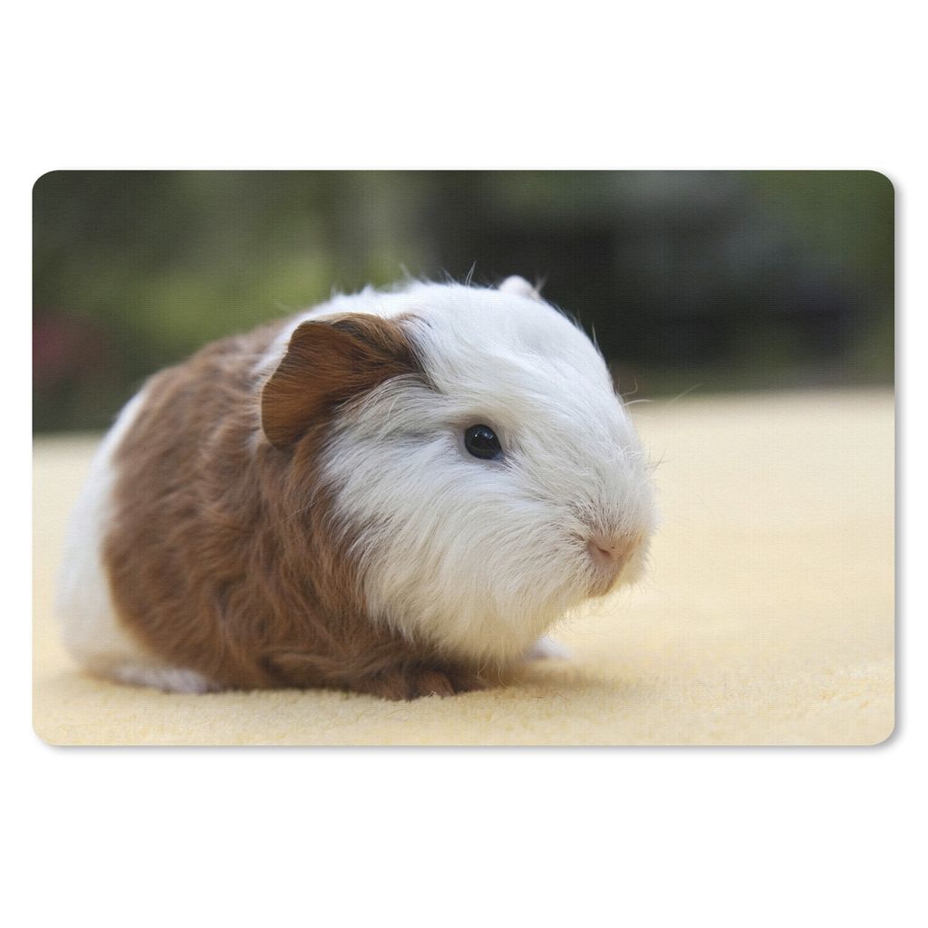 MuchoWow Schreibtischunterlage Junges Meerschweinchen 60x40 cm - XXL Mauspad - Großes Mauspad