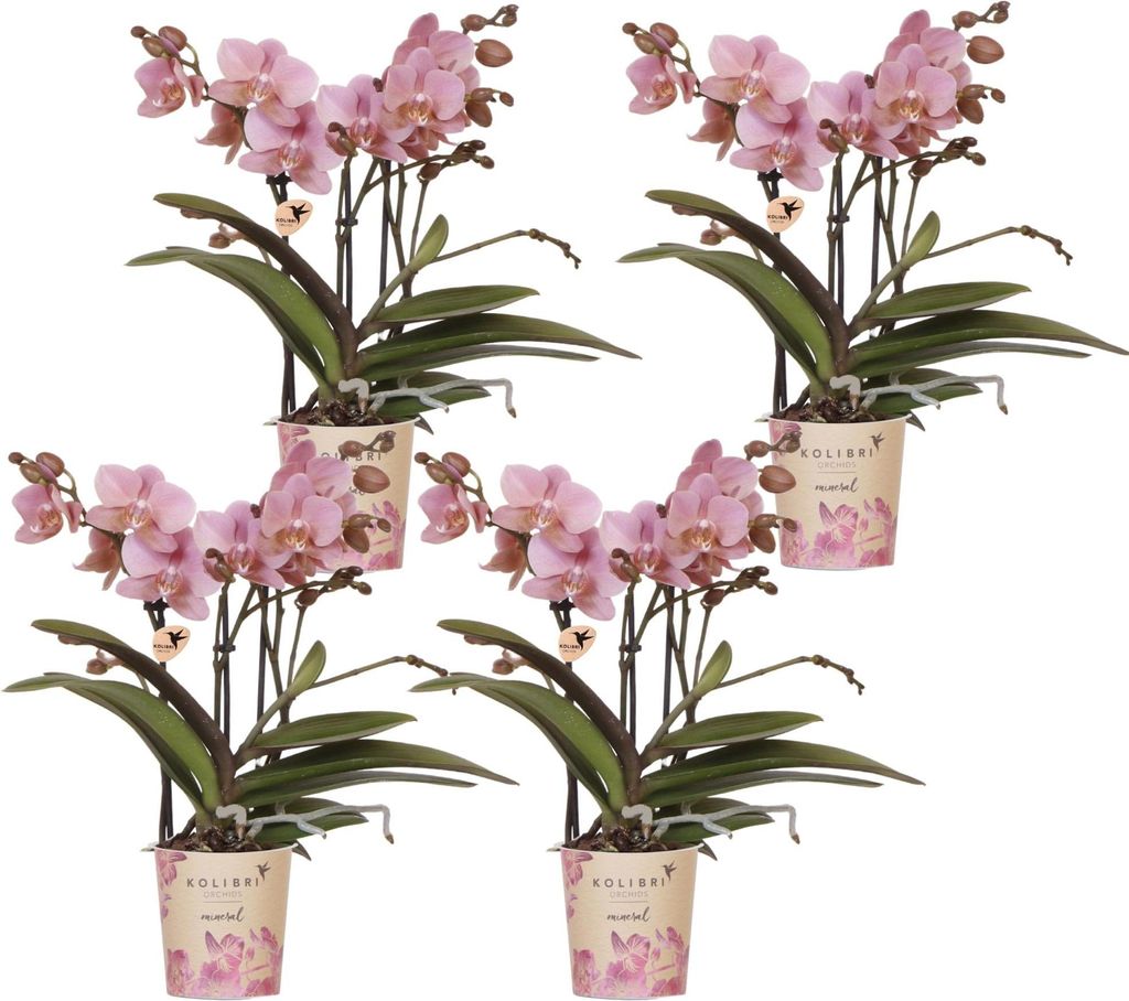 Phalaenopsis Orchideen – 4 Pflanzen – Treviso – Altrosa – Produktbild 