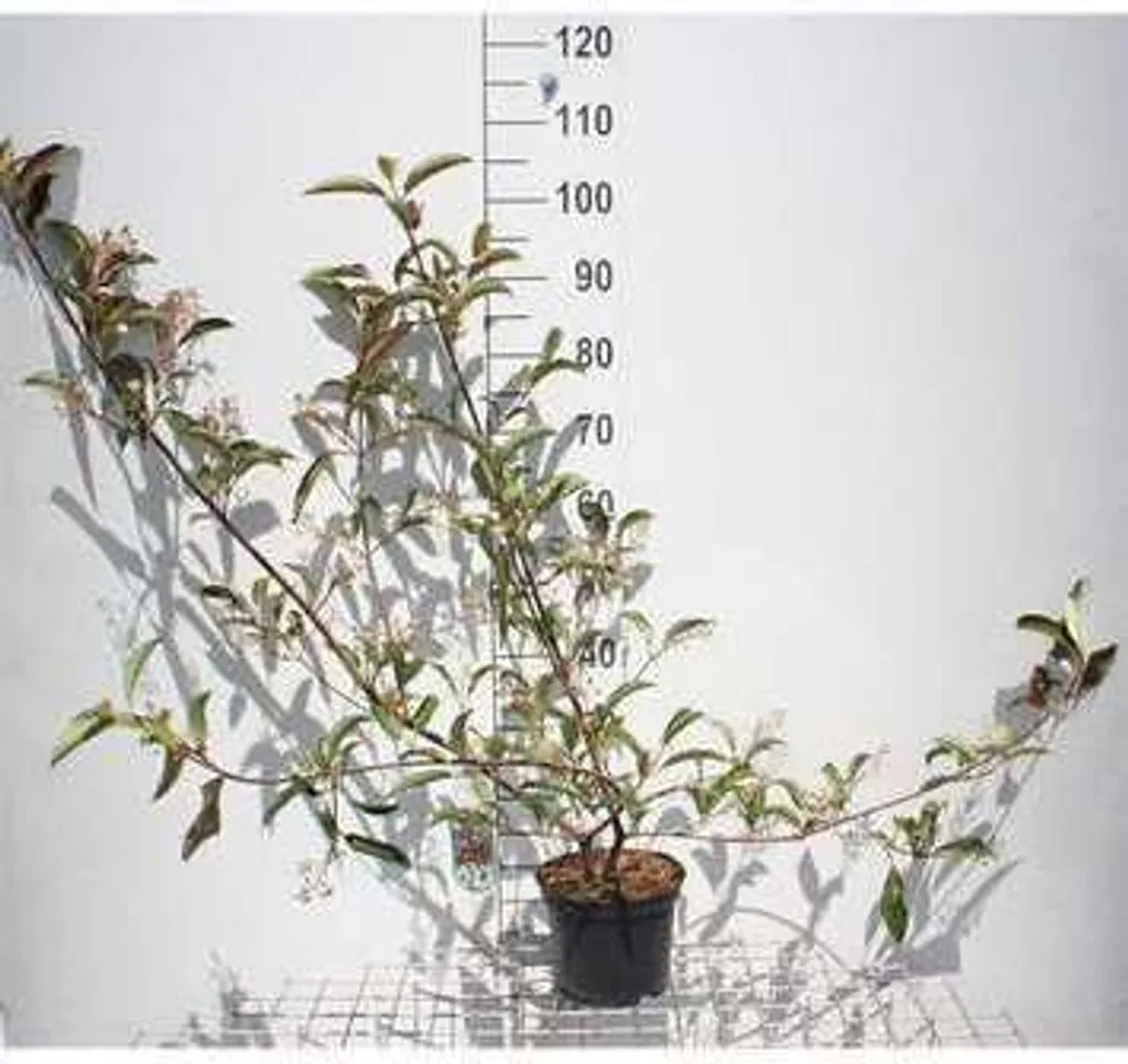Viburnum hillieri Winton - Boule de Neige Idéal pour Haie et Terrasse