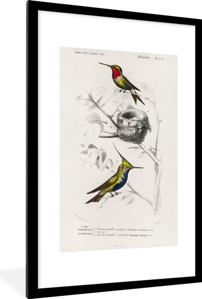 MuchoWow® MuchoWow® Gerahmtes Poster Vogel - Vintage - Produktbild 