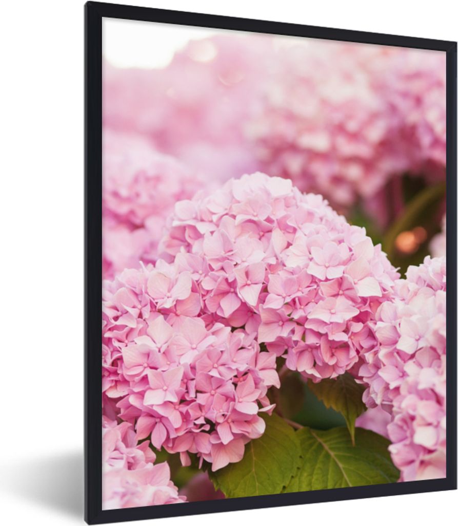 MuchoWow Gerahmtes Poster Busch - Blumen - Rosa - Hortensie 60x80 cm - Poster mit Schwarzem Bilderrahmen Wandposter Rahmen Foto Bilder - Premium ...