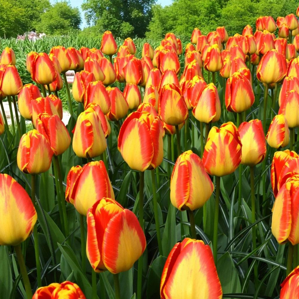 Tulipes Banja Luka bulbes de fleurs 50 pièces. Image du produit 