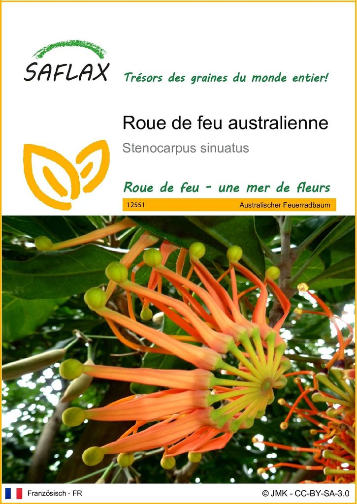 SAFLAX  - Roue de feu australienne - 20 graines - Image du produit 