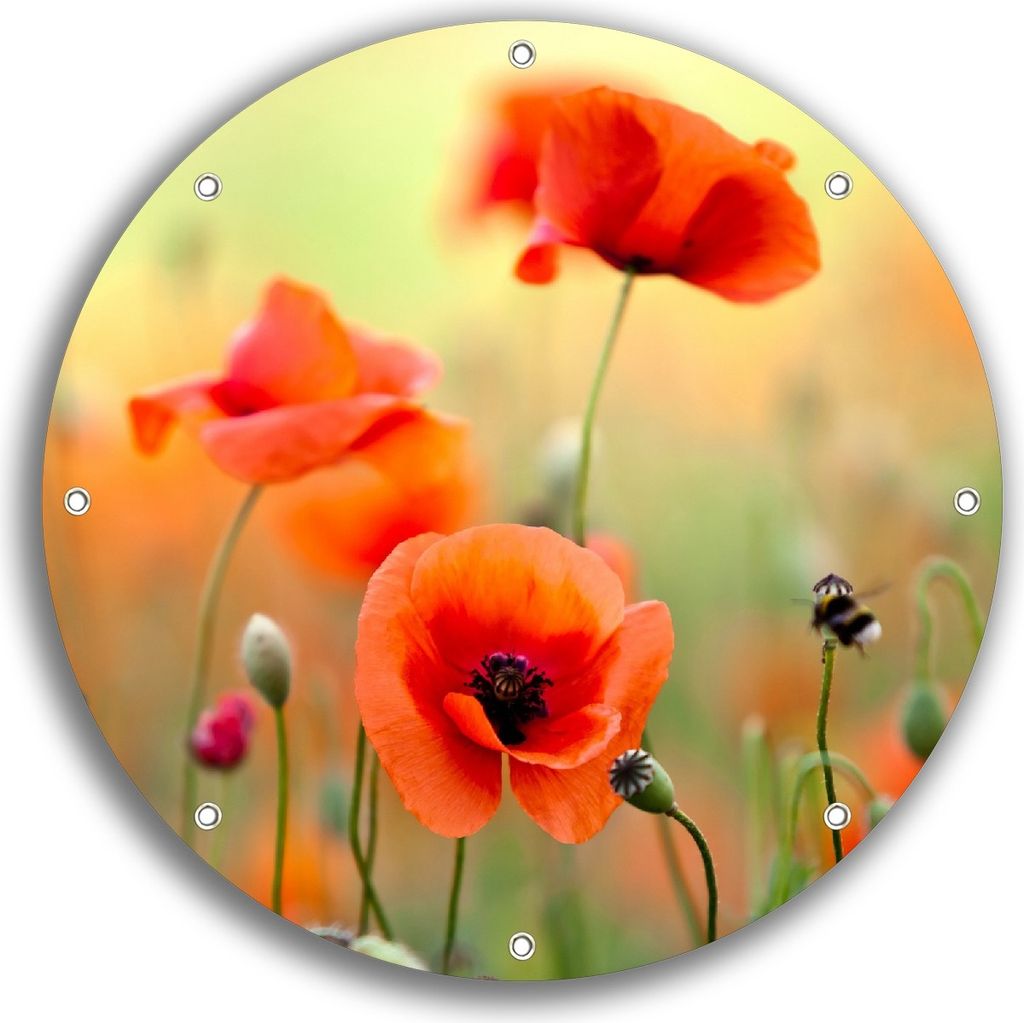 Wallario rundes Outdoor-Poster für Garten oder Balkon, Motiv Mohnblumenblüten, 30 cm Durchmesser