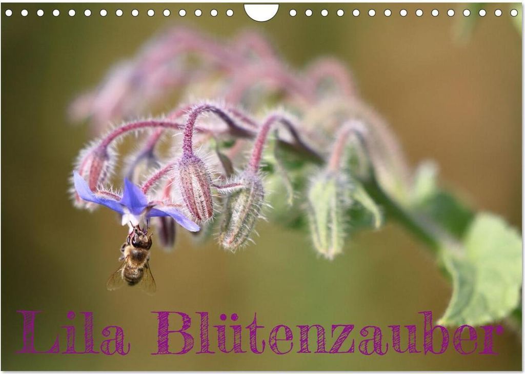 Lila Blütenzauber (Wandkalender 2026 DIN A4 quer), CALVENDO Monatskalender