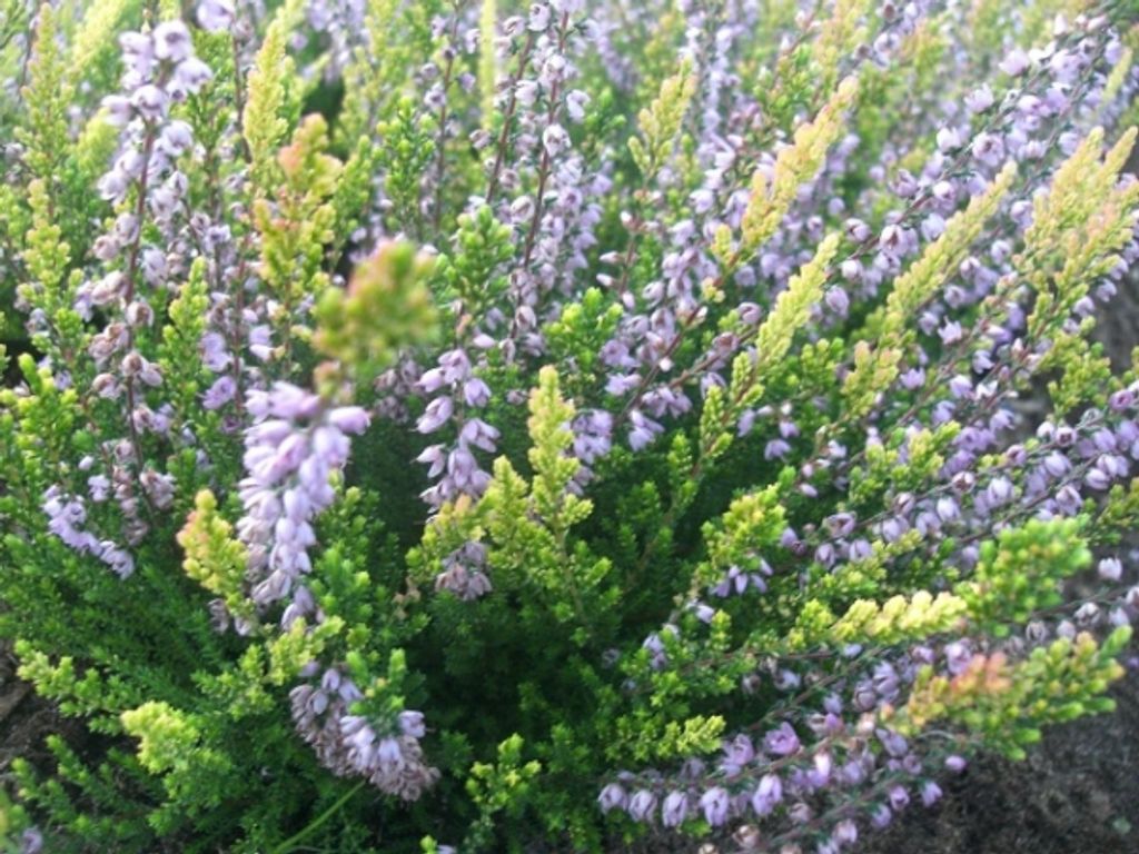 Calluna vulgaris Easter Bonfire - Sommerheide - 5-Stück
