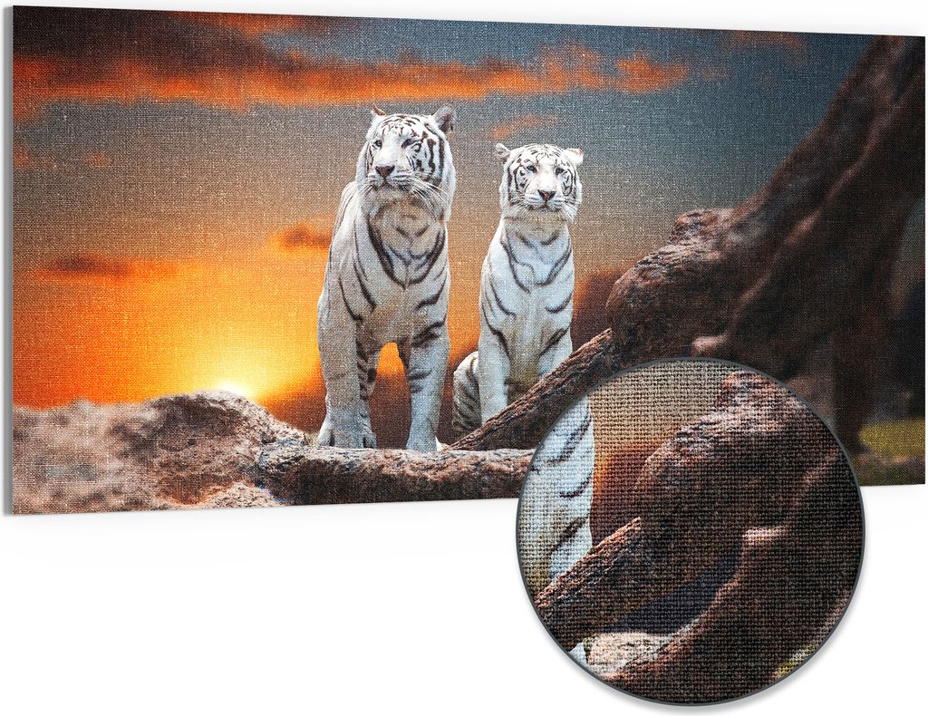 DEQORI Hybrid Leinwand Bild 100x50 cm 'Weiße Tiger im Abendlicht' Wandbild Glas flach modern