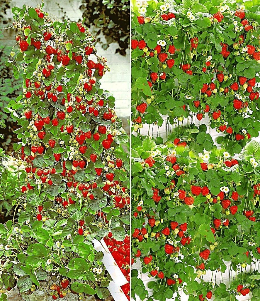 BALDURGarten ErdbeerKollektion "Hummi®", 4 Kaufland.de
