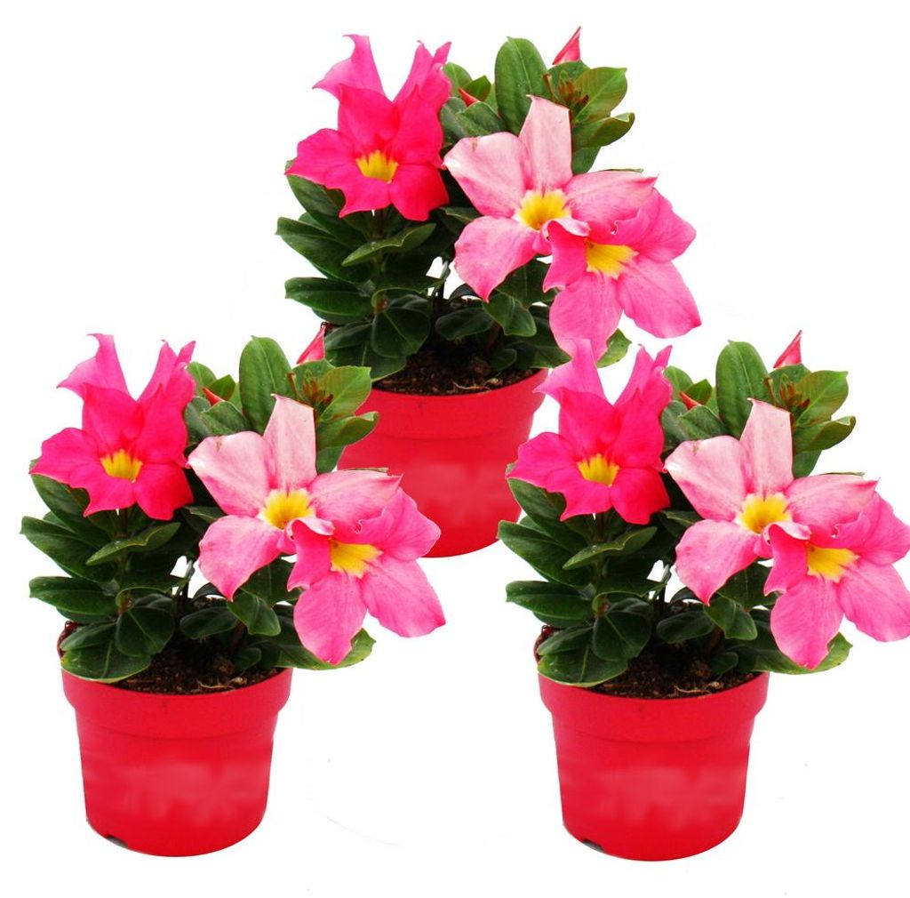 Dipladenia - Chilenischer Jasmin - 10cm Topf - Set mit 3 Produktbild 