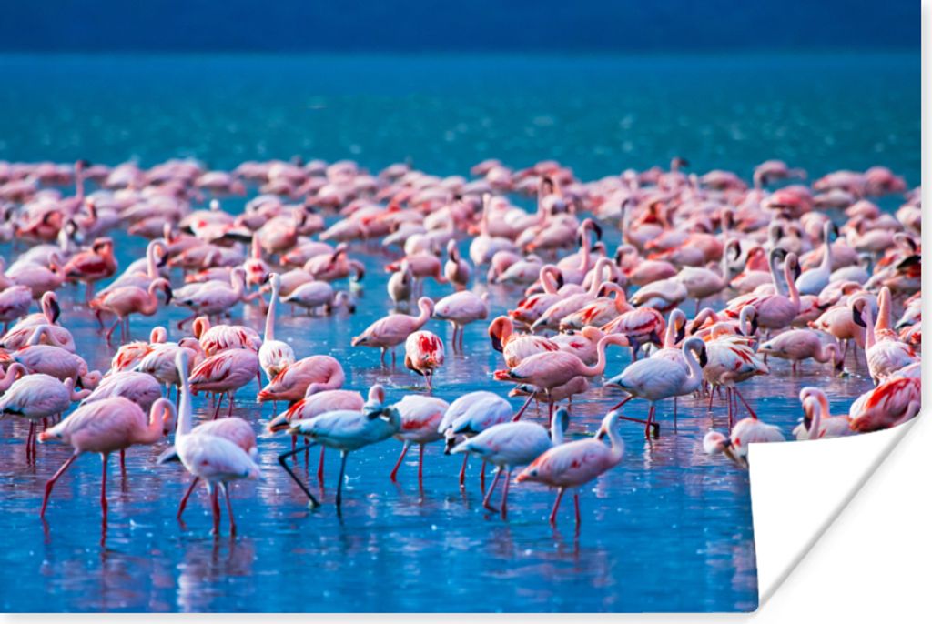 MuchoWow Poster Flamingo - Wasser - Tropisch - Rosa 90x60 cm - Schlafzimmer