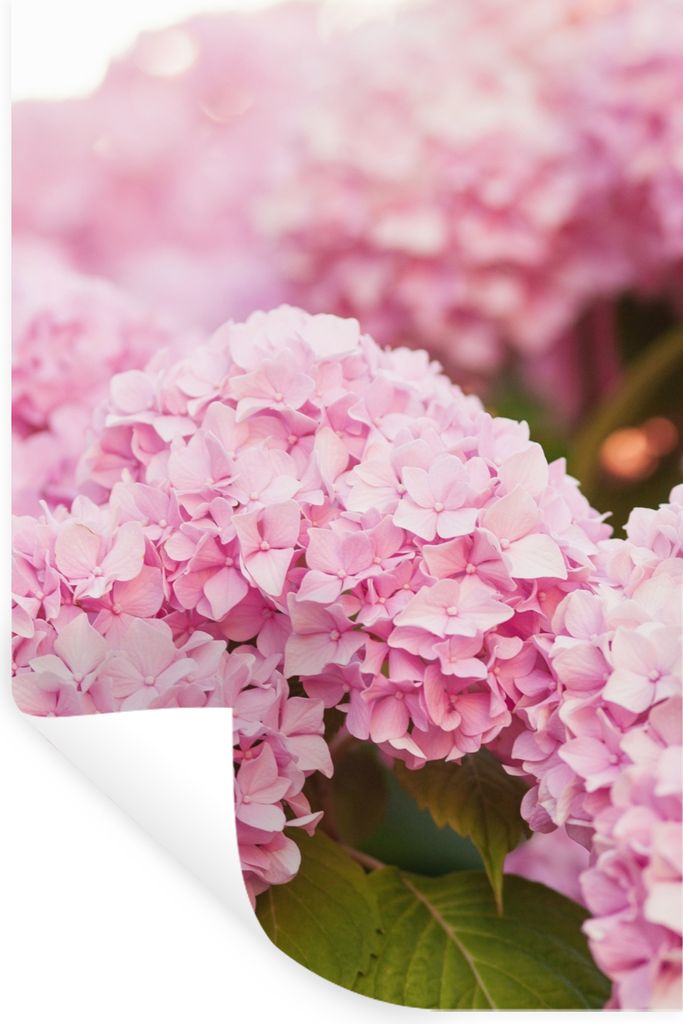 MuchoWow Wandtattoo Wandsticker Wandaufkleber Busch - Blumen - Rosa - Hortensie 20x30 cm Selbstklebend und Repositionierbar - Sticker - Dekorfolie