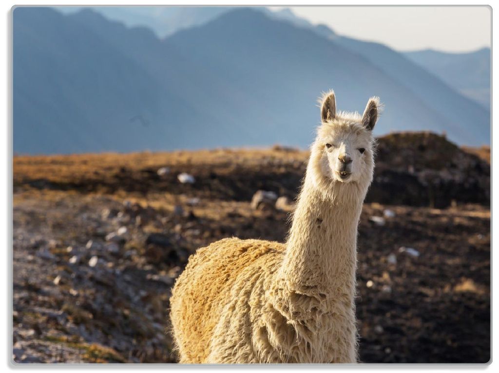 Wallario Glasunterlage, Schneidebrett aus Glas, Größe 30 x 40 cm, Motiv Alpaka vor Bergkulisse