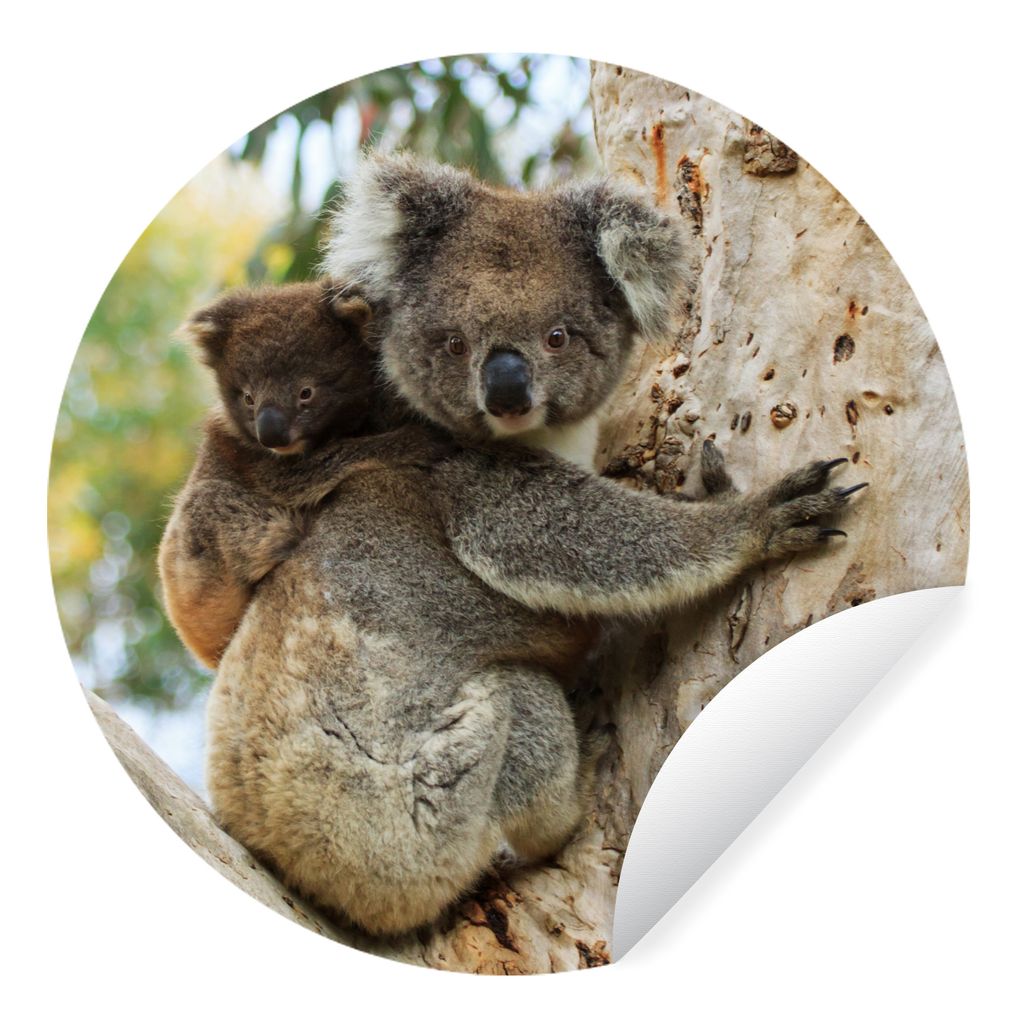 MuchoWow Runde Wandtattoo - Wandsticker Tapete Aufkleber Koalas - Kind - Baum - Jungen - Mädchen Ø 100 cm Selbstklebend und Repositionierbar - ...