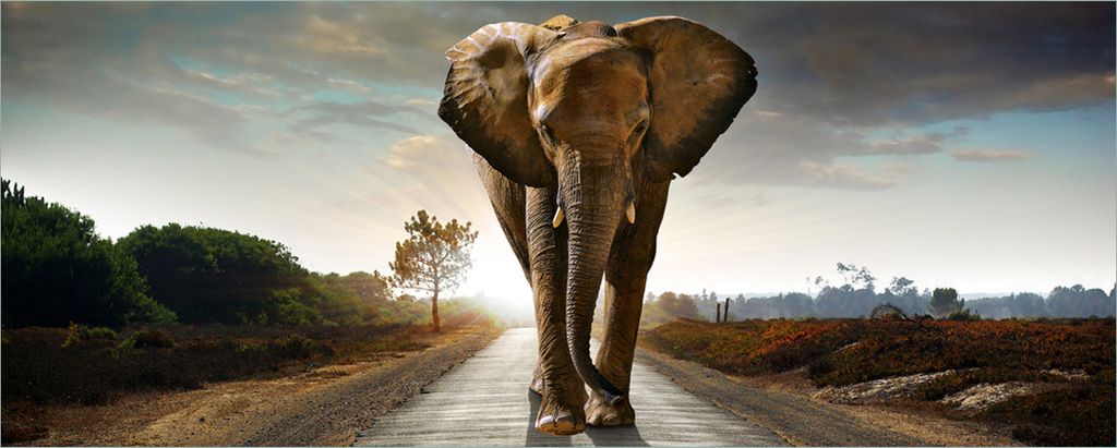 Wallario Poster - Elefant bei Sonnenaufgang in Afrika, Kunstdruck Größe: 50 x 125 cm