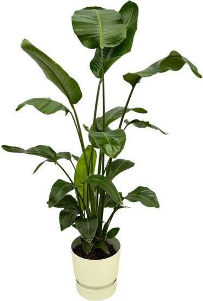 Plante d'intérieur XL facile : Strelitzia Nicolai 160cm avec son pot