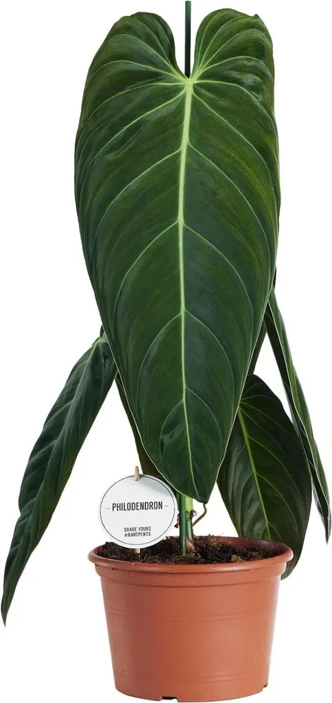 Philodendron Melanochrysum - Plante à feuilles veloutées - Pot 21cm