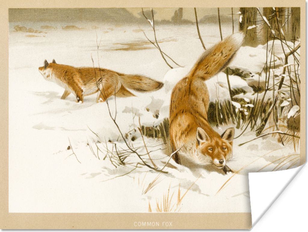MuchoWow Poster Fuchs - Vintage - Schnee - Zeichnung 120x90 cm - Wandbild