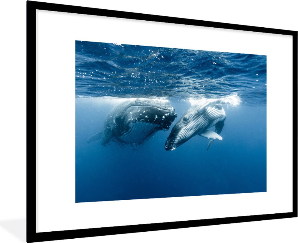 MuchoWow Gerahmtes Poster Zwei Buckelwale schwimmen Seite an Seite 90x60 cm - Poster mit Schwarzem Bilderrahmen Wandposter Rahmen Foto Bilder - W...