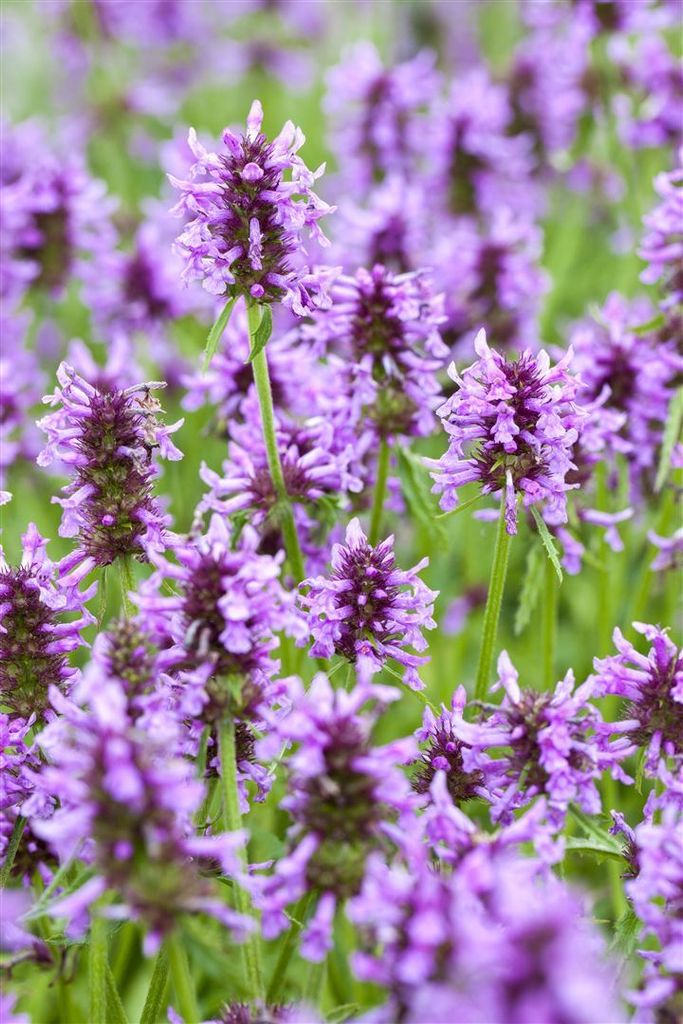 Katzenminze, im Topf - Nepeta nervosa Produktbild 