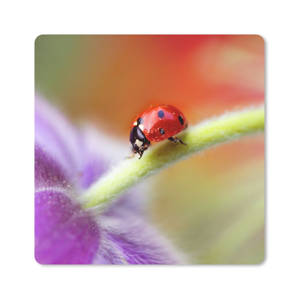 MuchoWow Mauspad Mousepad Marienkäfer auf einer lila Blume 20x20 cm - Mousepads - Maus Mat - Pad - Mausunterlage - Desk Mat - Bureauartikeln