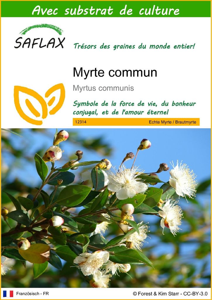 SAFLAX  - Myrte commun - 30 graines - Avec substrat - Image du produit 