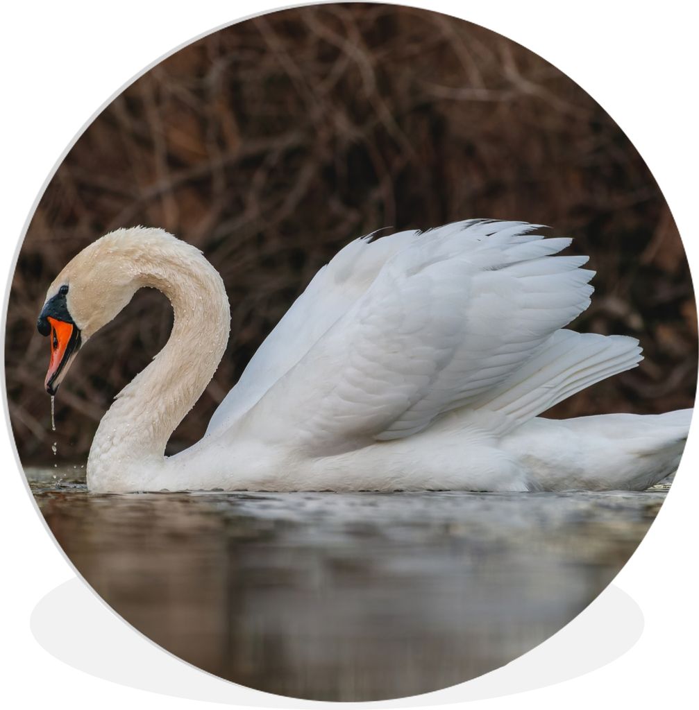 MuchoWow Rundes Wandbild - Runde Bilder Schwan - Wasser - Tiere - Vogel Ø 90 cm Kreis Wanddekoration Kunststoff - Wandkreis - Wandschmuck - Wand...
