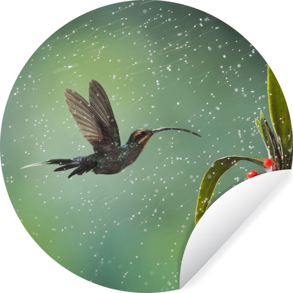 MuchoWow Runde Wandtattoo - Wandsticker Tapete Aufkleber Kolibri im Regen auf dem Lande in Costa Rica Ø 50 cm Selbstklebend und Repositionierbar...