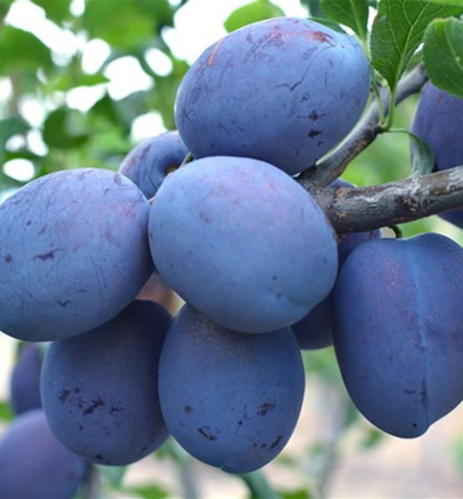 Pflaume ´HAROMA®´ Unterlage Myrobalan, wurzelnackt Produktbild 