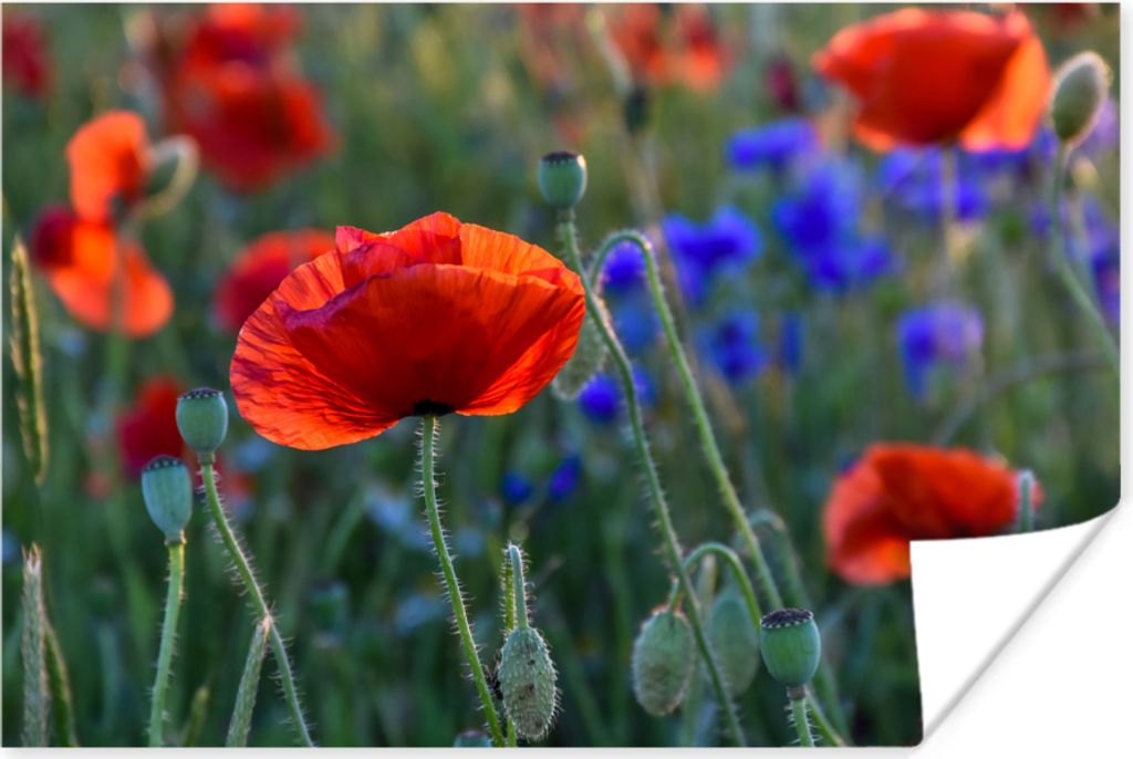 MuchoWow Poster Bunte Mohnblumen in den Niederlanden 120x80 cm - Bilder