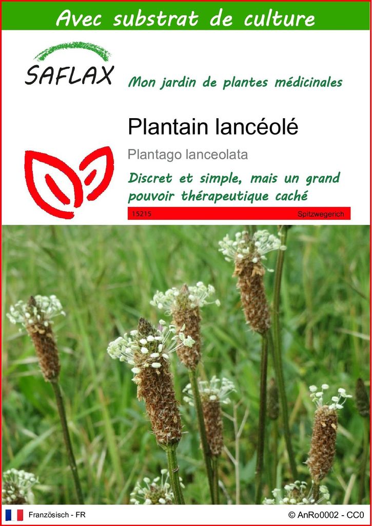 SAFLAX  - Plantain lancéolé - 100 graines - Avec substrat - Image du produit 