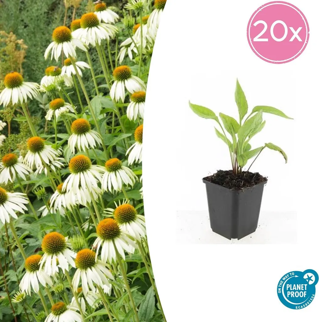 Echinacée blanche White Swan - 20 plantes mellifères en pot de 9cm de diamètre