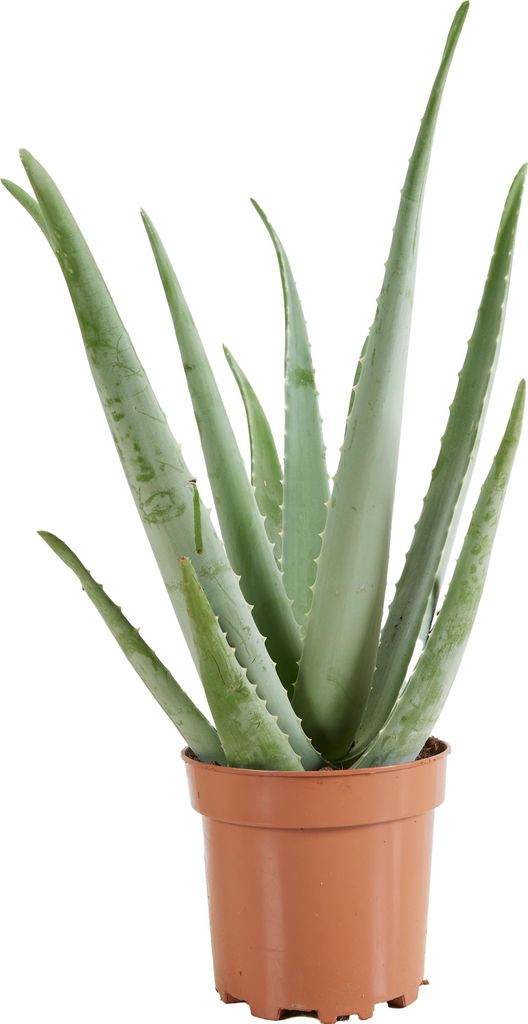 Bloomique - Aloe Vera - Zimmerpflanzen - Sukkulenten - Sukkulenten - sehr pflegeleicht - 50-60 cm hoch - Topf 17 cm