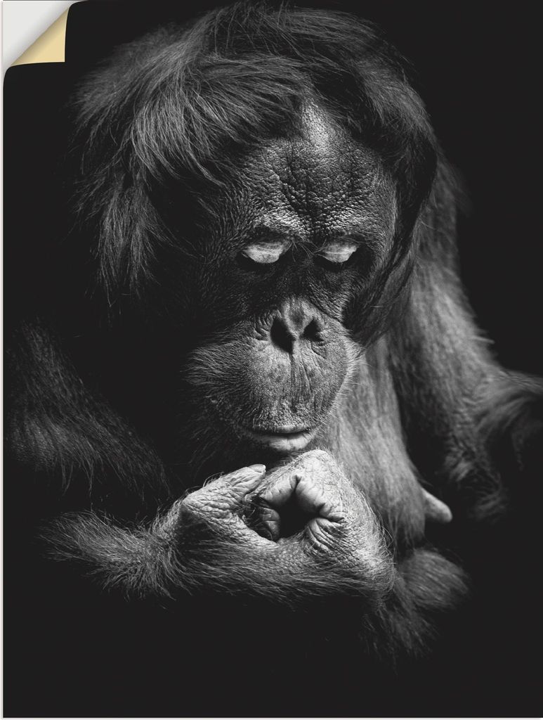 ARTland Wandbild, selbstklebend Orang Utan Größe: 45x60 cm