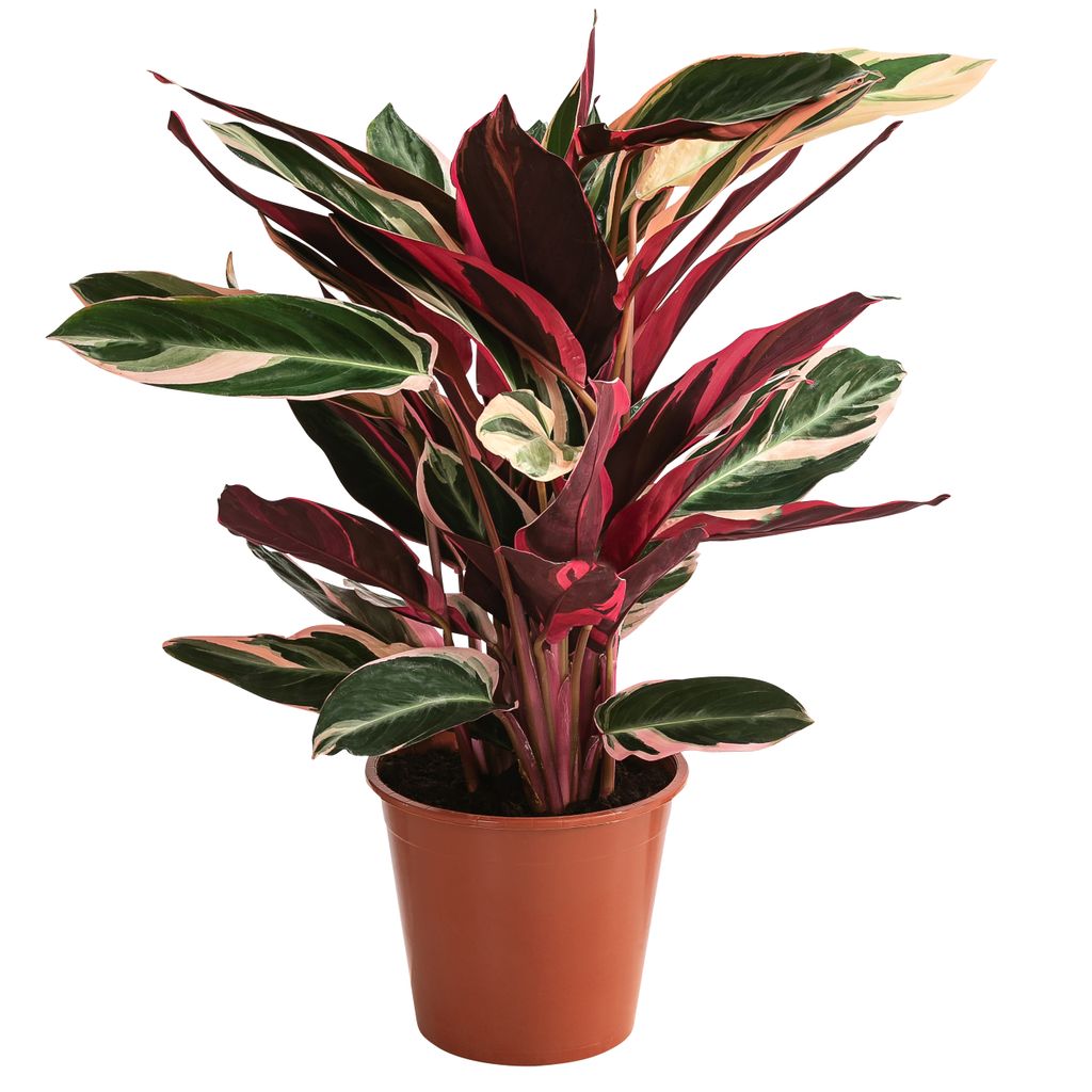 Dehner Korbmarante Triostar, Strohmante sanguinea, Produktbild 