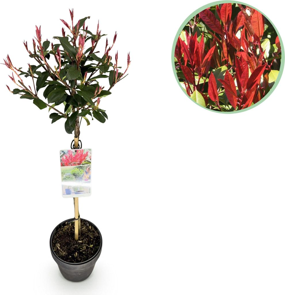 GreenboutiQ - Pflanze auf Stamm - Photinia fraseri Carre Rouge - Terrassenpflanze - Immergrün - Winterhart - Grün-Rotes Blatt - Topf 19cm Höhe 90cm