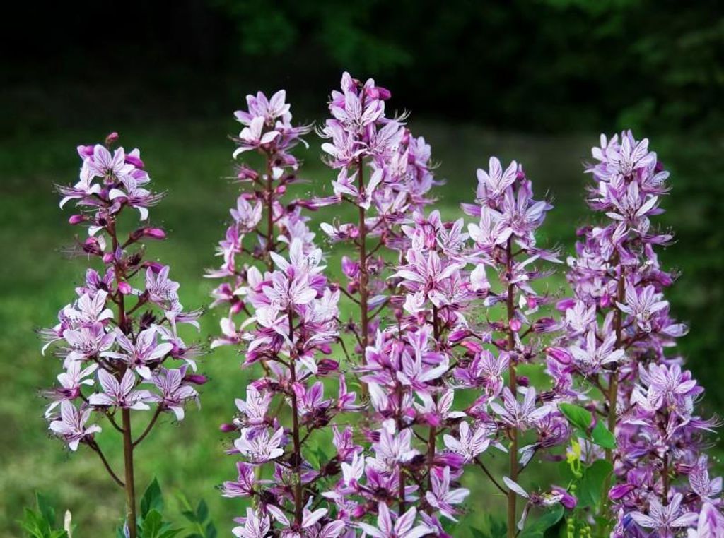 Diptam Brennender Busch - 20 Samen Produktbild 