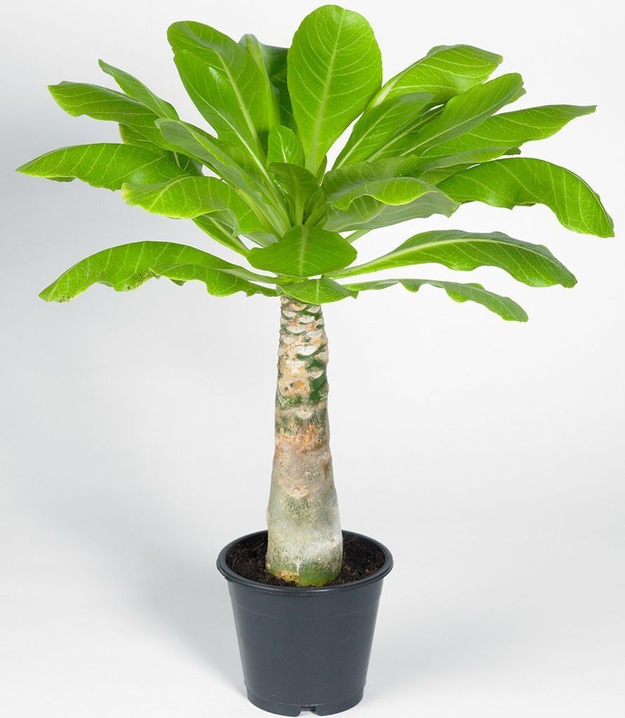 BALDUR Garten Hawaii-Palme, 1 Pflanze, Zimmerpflanze Produktbild 3