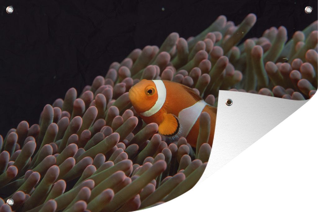MuchoWow 60x40 cm Outdoor-Poster Gartendeko Sichtschutz Garten Poster für den Garten Clownfisch in Koralle auf schwarzem Hintergrund
