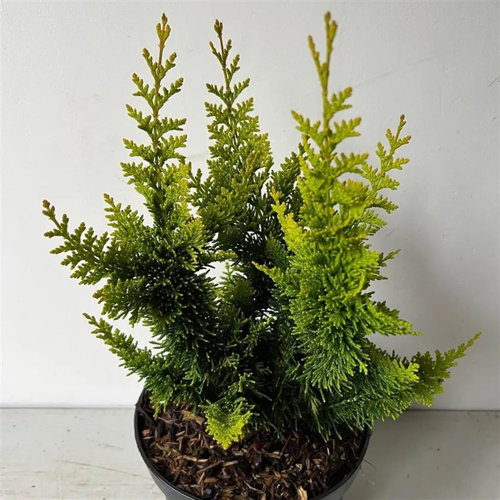 Cyprès hinoki pour terrasse et petit jardin - Yellow Teddy Bear 50 cm
