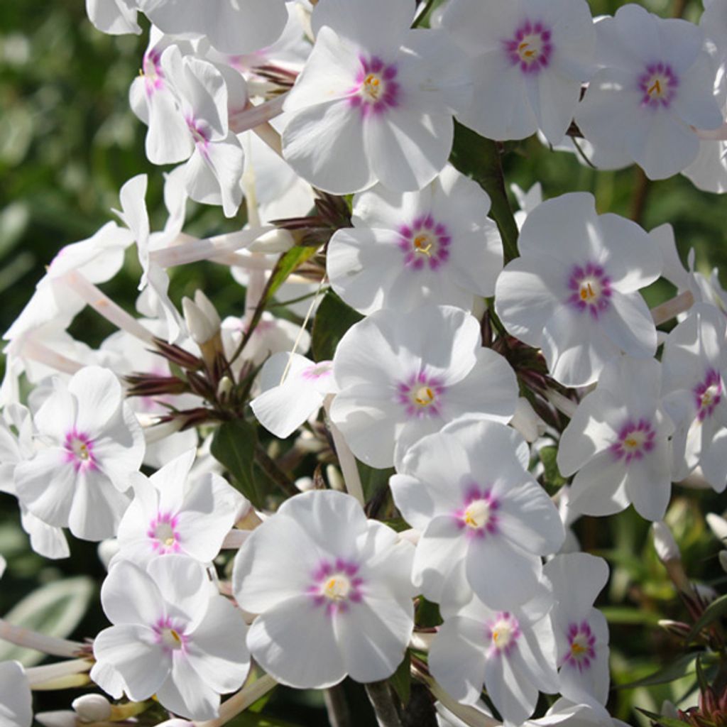 6 x Wiesen Flammenblume - Phlox maculata 'Omega' | Topf 9cm x 9cm