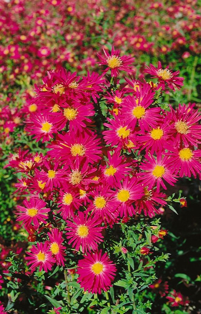 Aster novi-belgii 'Crimson Brocade', Herbstaster, rot, ca. 9x9 cm Topf