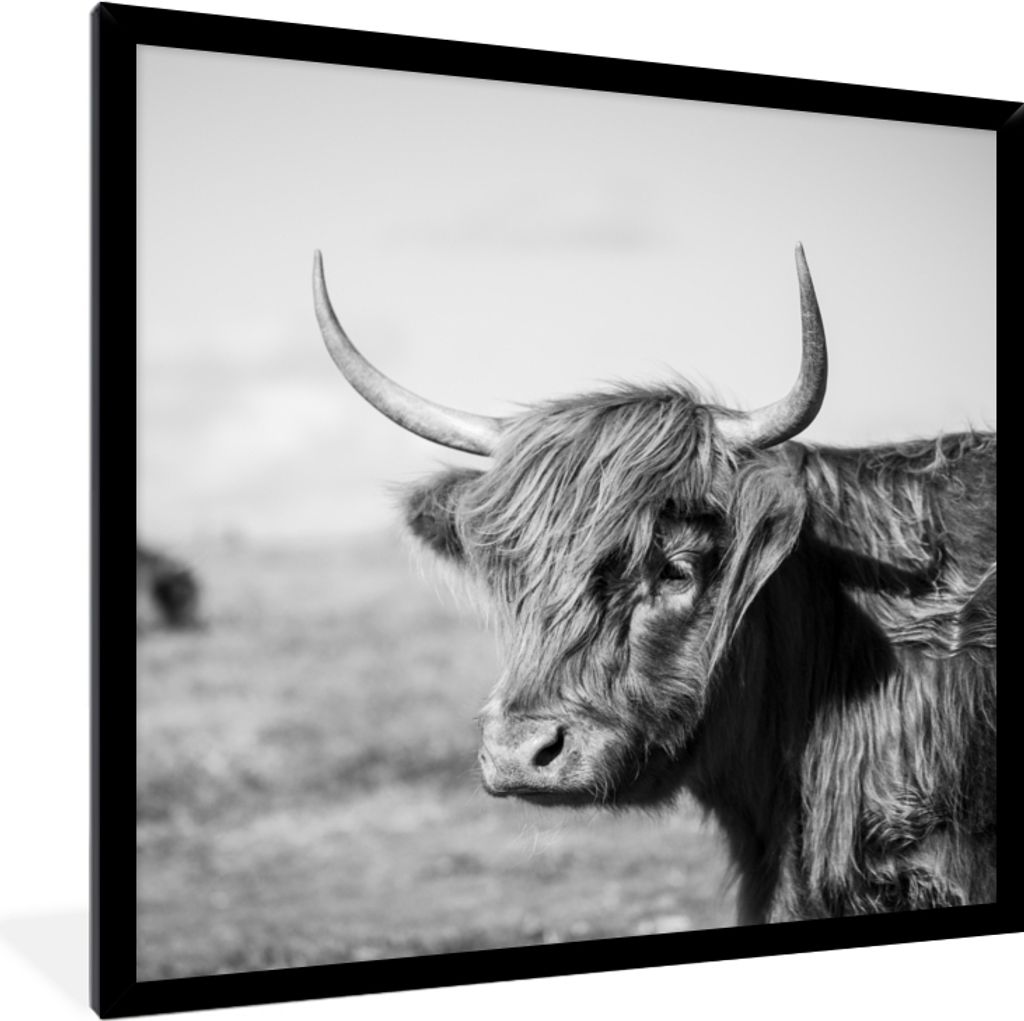 MuchoWow Gerahmtes Poster Schottischer Highlander - Tiere - Schwarz - Weiß 40x40 cm - Poster mit Schwarzem Bilderrahmen Wandposter Rahmen Foto B...