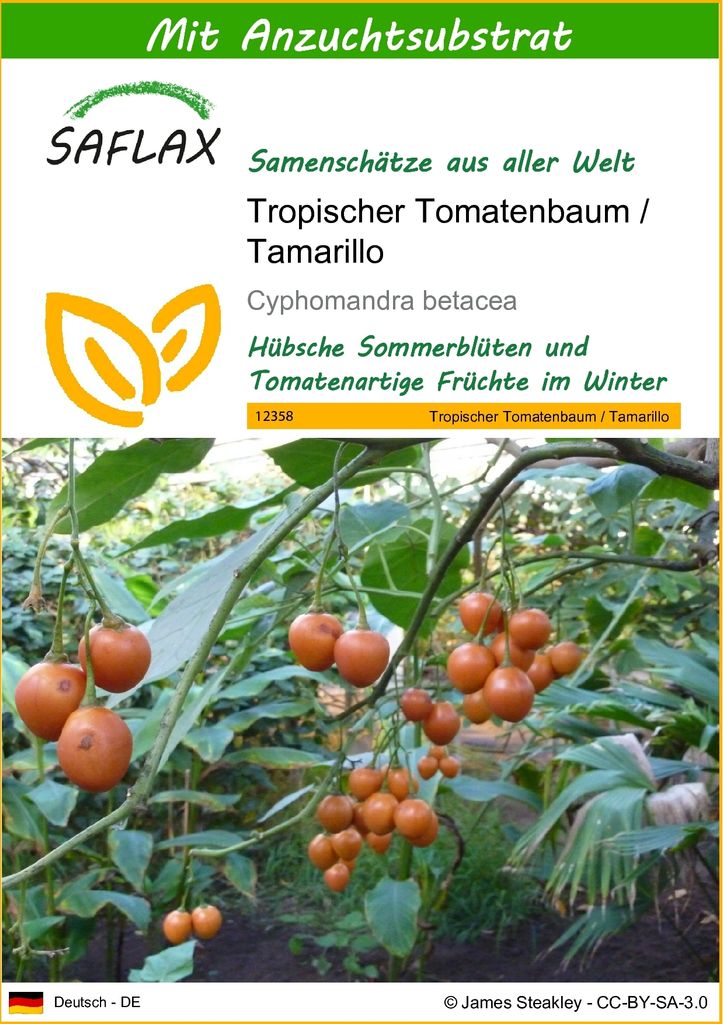 SAFLAX - Tropischer Tomatenbaum / Tamarillo - Cyphomandra Produktbild 