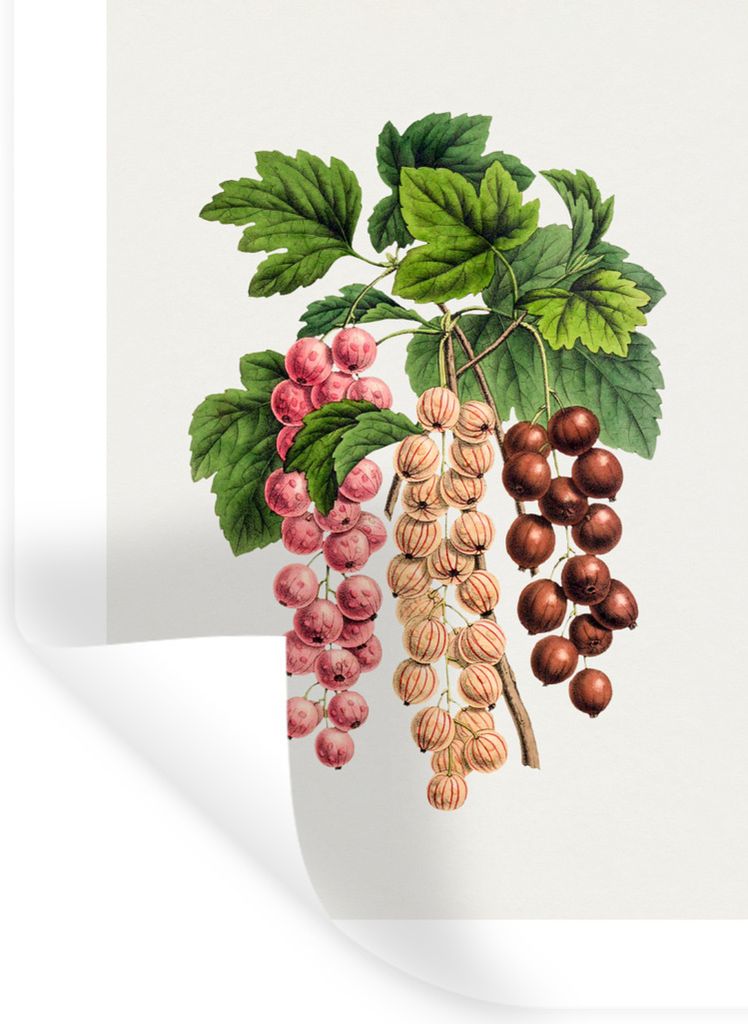 MuchoWow Wandtattoo Wandsticker Wandaufkleber Beeren - Jahrgang - Obst 60x80 cm Selbstklebend und Repositionierbar - Repositionierbar - Wasser ab...